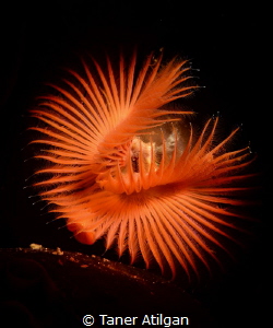 Snooted tube worm from Bodrum/Turkey. Just cropped the top. by Taner Atilgan 